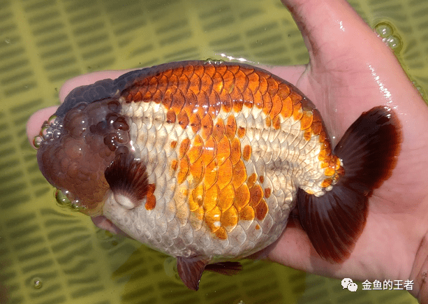 雪清超体完美紫寿梳子背形色俱佳乌紫寿可遇不可求