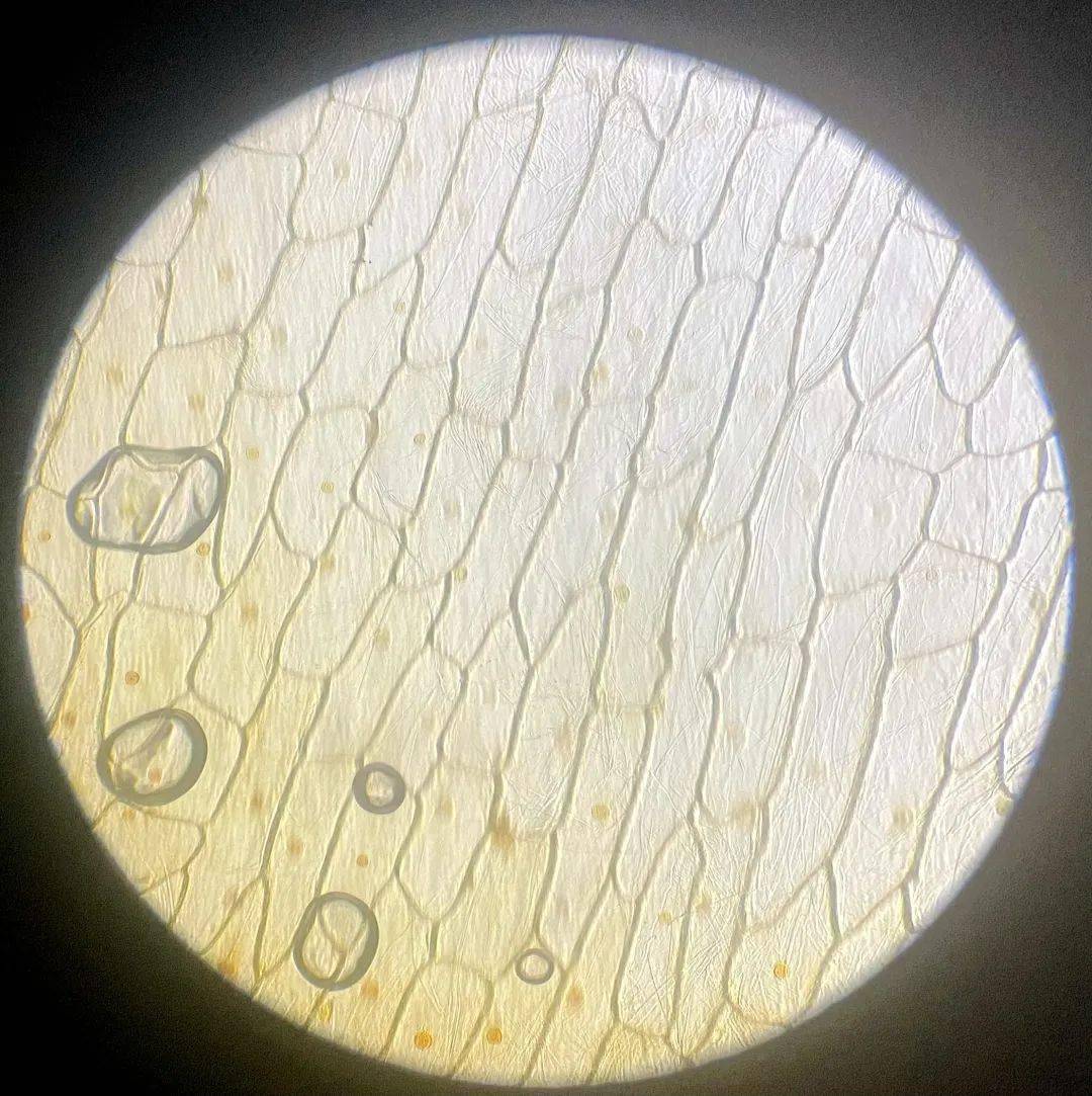 親自動手製作洋蔥鱗片葉內表皮細胞臨時裝片,操作過程中狀況百出,觀察