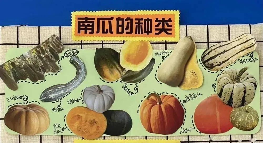 【课程札记】南瓜之旅