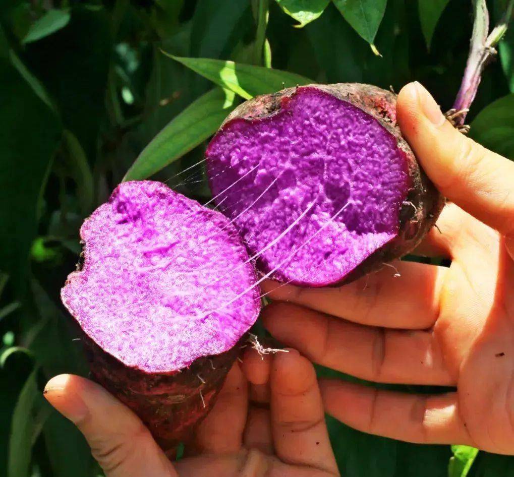 本草纲目盛赞的纯天然紫人参号称蔬菜之王90的人都没见过药食两用营养