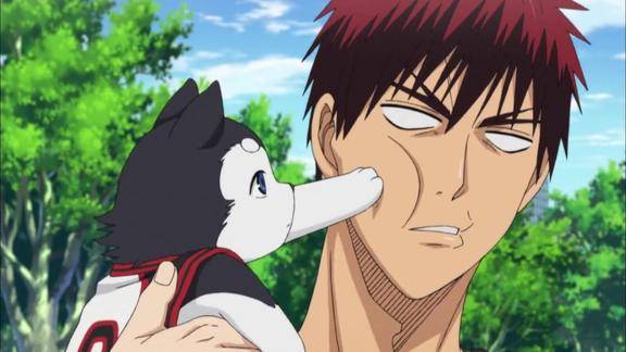 黑子的篮球火神遭萌宠戳脸画风一瞬间萌萌哒