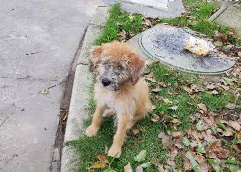 "怎么养一只土狗,又脏又丑!