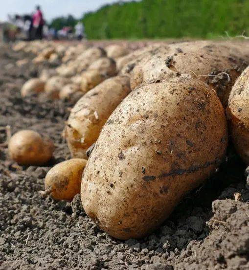 它来自中国马铃薯之乡宁夏西吉县,因为气候温和,雨量较少,光照充足