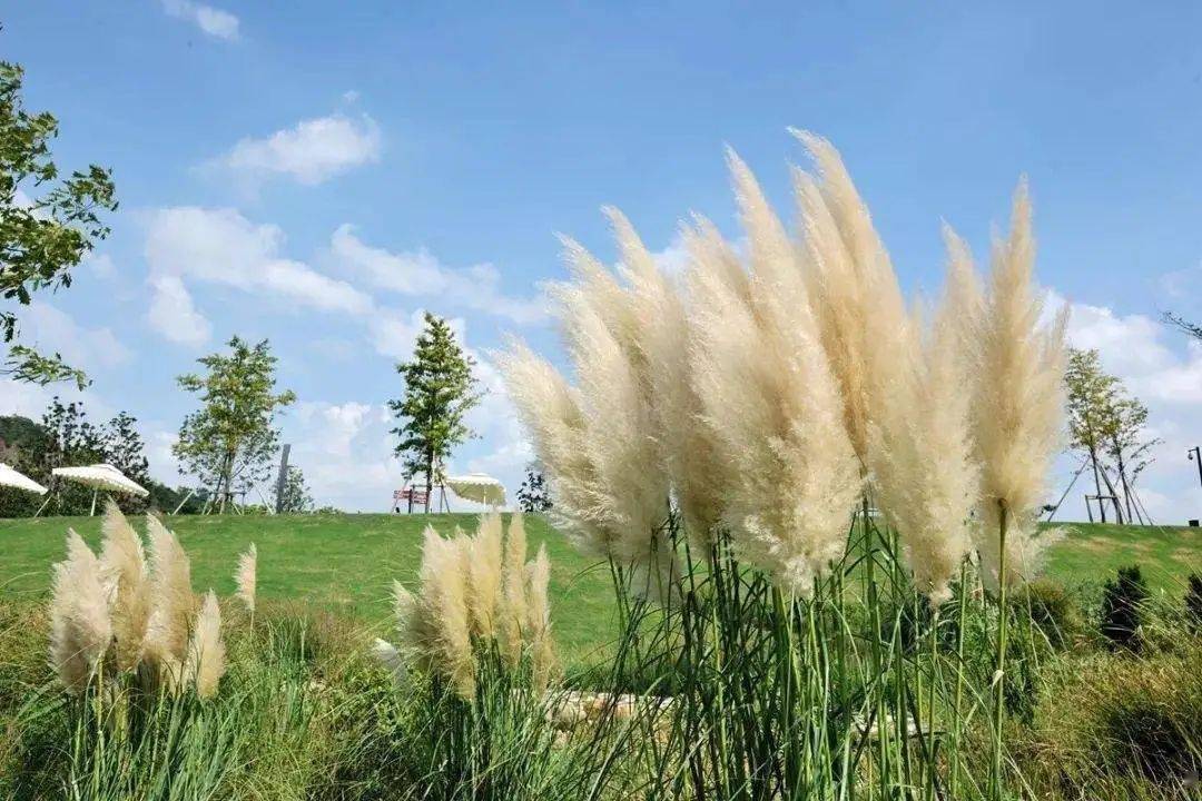 苇子草丨李国庆