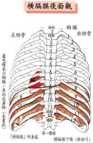 人体内脏与呼吸