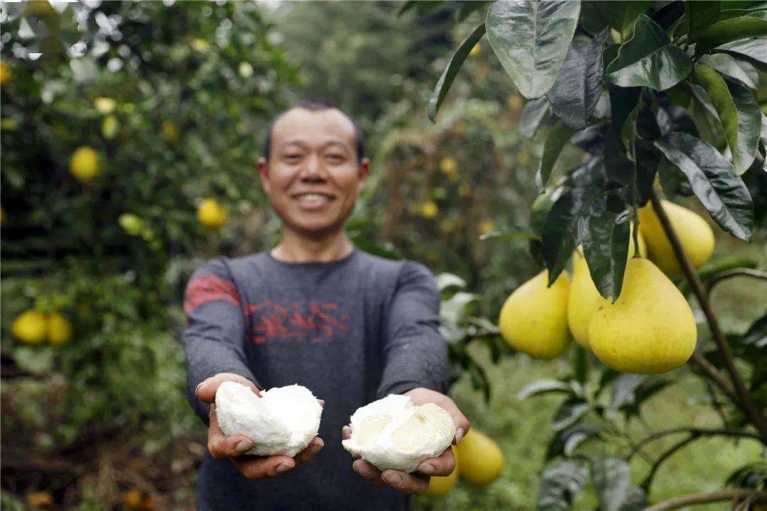 梁平虎城尖柚图片