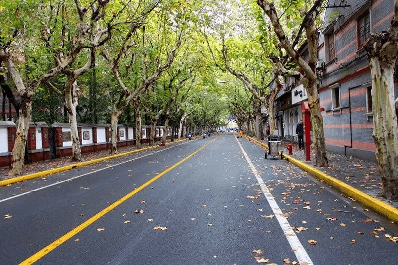 叶落知秋,虹口三条马路入选"落叶不扫景观道"~ 快带伴侣孩子一起来