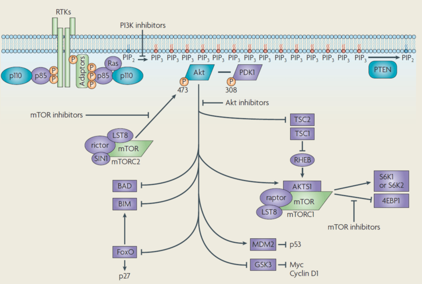 罗静教授小分子大能量pi3k抑制剂的昨天今天与明天