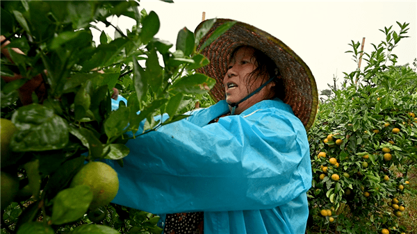 【玩转民众】周末到民众镇的这个农场摘皇帝柑,约吗?