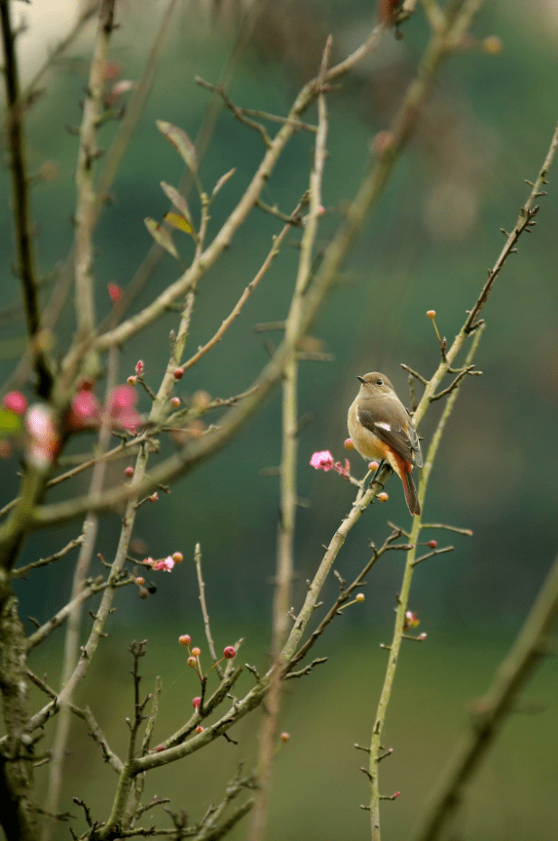 围观荣昌海棠花开暖意浓