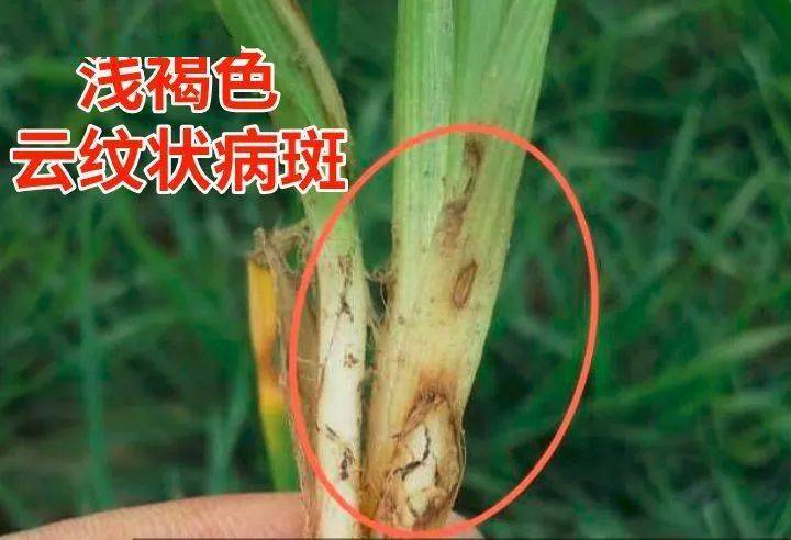 科普小麦15种常见病害及防治方法