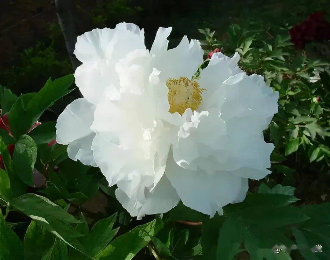 素材丨白韵美,白牡丹