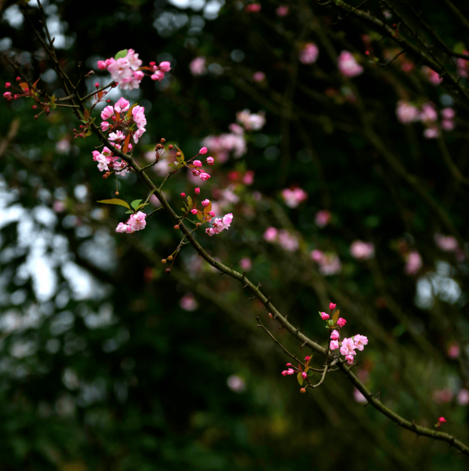 围观荣昌海棠花开暖意浓