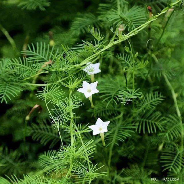 儿时的星星花一棵爬满你家整个篱笆墙