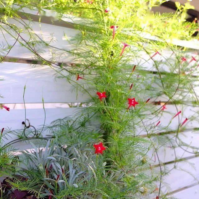 儿时的星星花一棵爬满你家整个篱笆墙