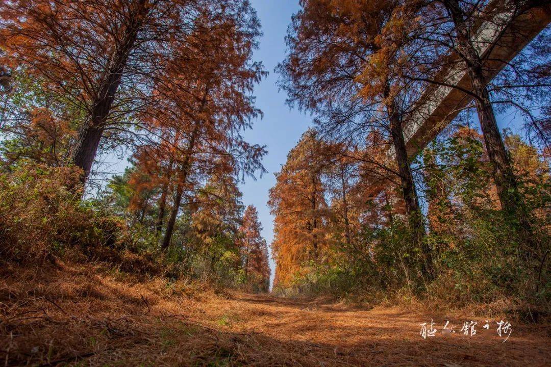 孝昌陆山林场红杉林惊艳初冬