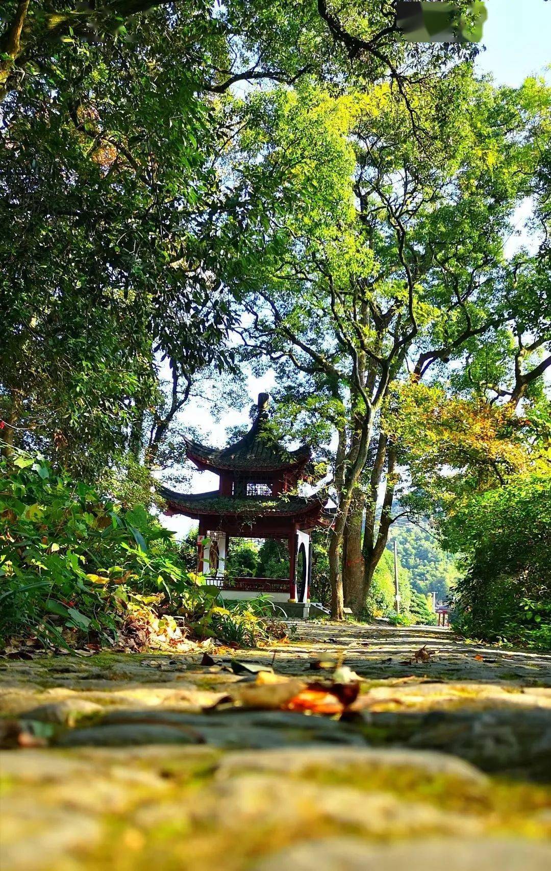 北仑好"枫"光在这里!9000亩原始森林,千年古刹