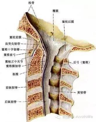 颈椎上段椎管