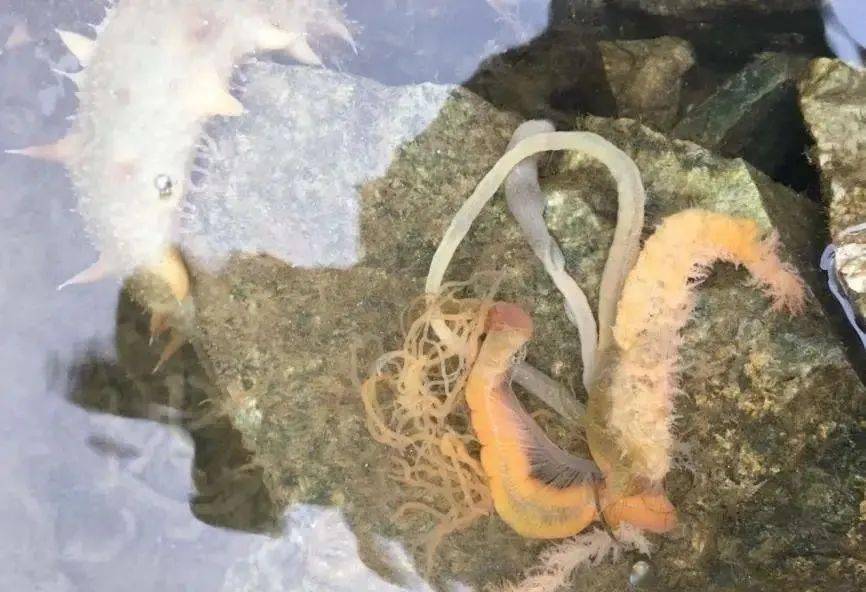 海参价格高却无参可捞海参纤毛虫病到底怎么防治