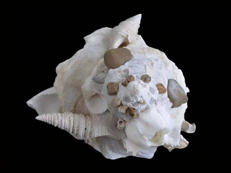 缀壳螺来自大海的贝壳建筑师贝壳收藏家