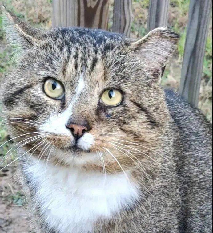 整天跑来蹭吃,竟连撸都不让撸,还笑的这么贱_人畜