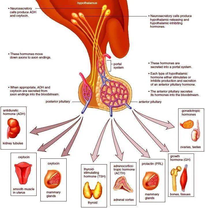 脑垂体分泌图片