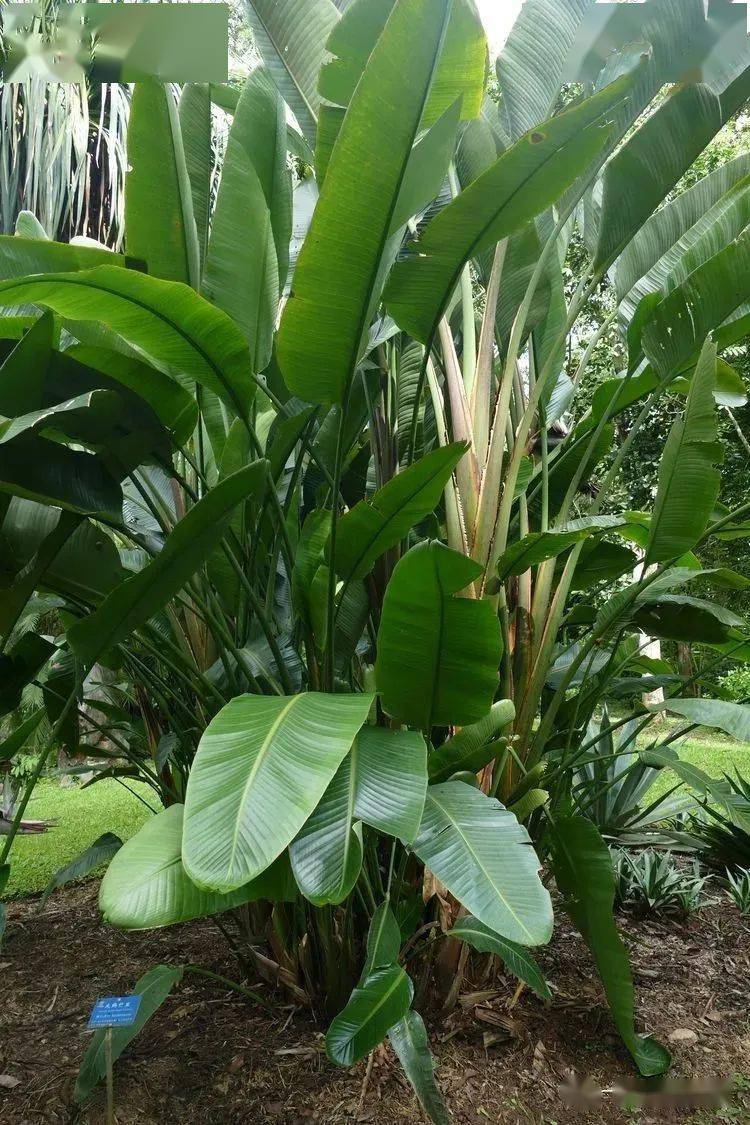137 旅人蕉 ravenala madagascariensis  鹤望兰科 旅人蕉属