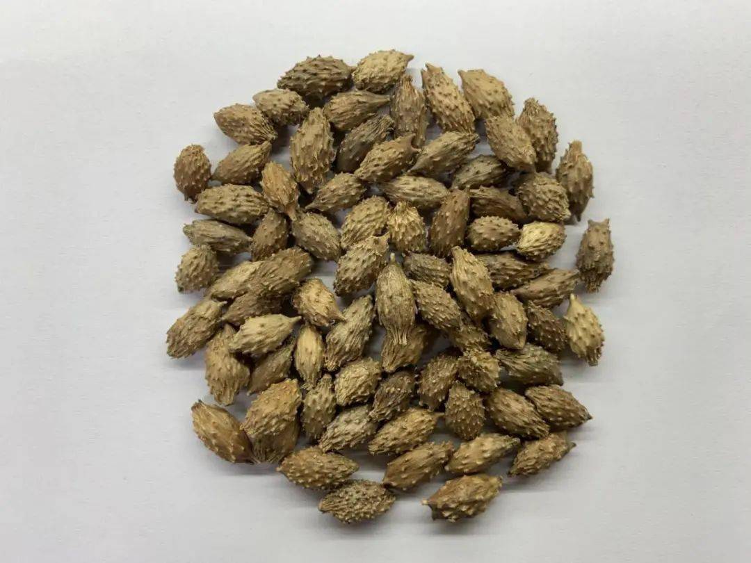 苍耳子2辛夷的主要药理活性成分为挥发油和木脂素类,是其抗炎和抗变态