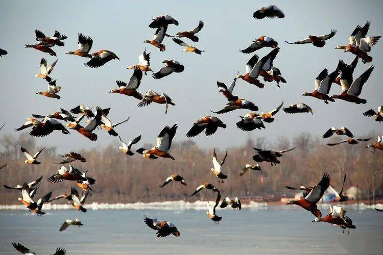 【光影世界】汤世光/众鸟高飞尽,孤云独去闲