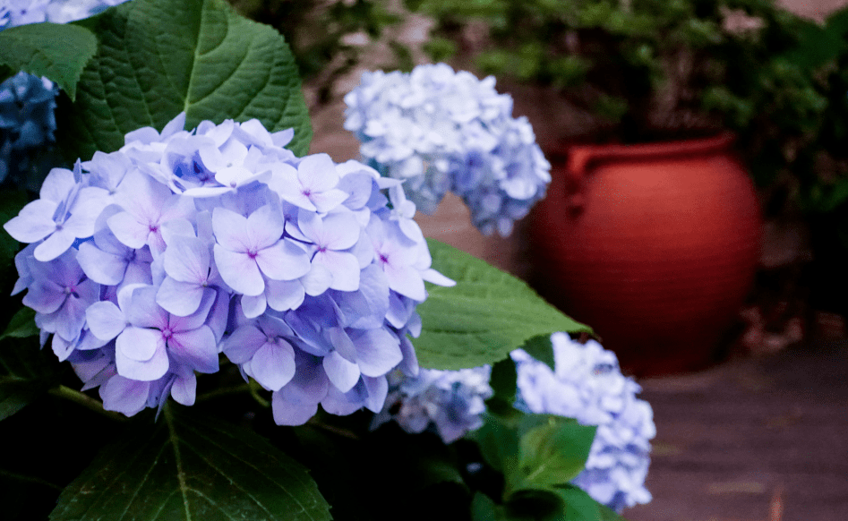 可能预示着这一种「男」言之疾,要当心_绣球风