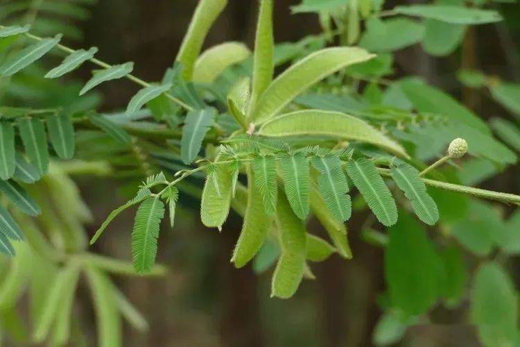 110 大花田菁 sesbania grandiflora  豆科 田菁属