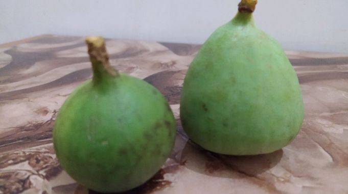 摘凉粉果干万别摘错了,也是分公母的,你知道怎么区分吗