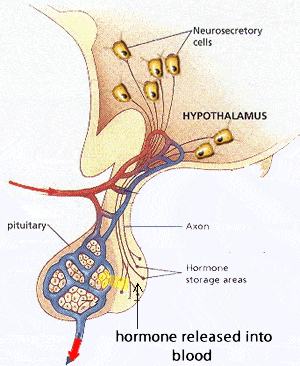 垂体各激素靶标示意图垂体是人体重要的激素分泌中枢或激素储存中继站