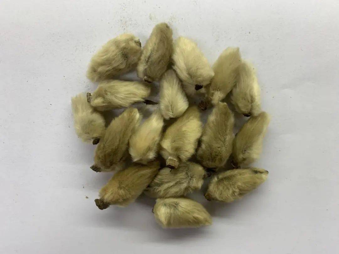 本草驿站用了这三宝鼻炎患者少烦恼