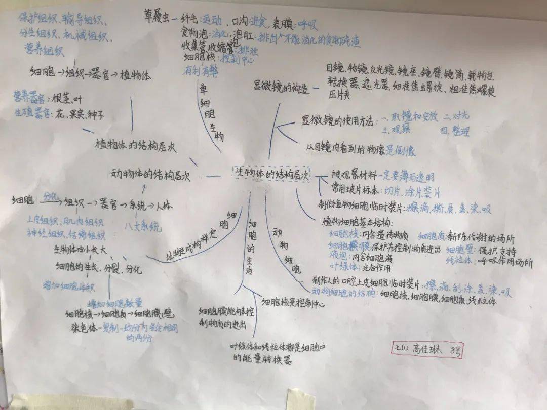 思維導圖促鞏固期中小考我來啦晉安校區鷹之隊生物思維導圖展