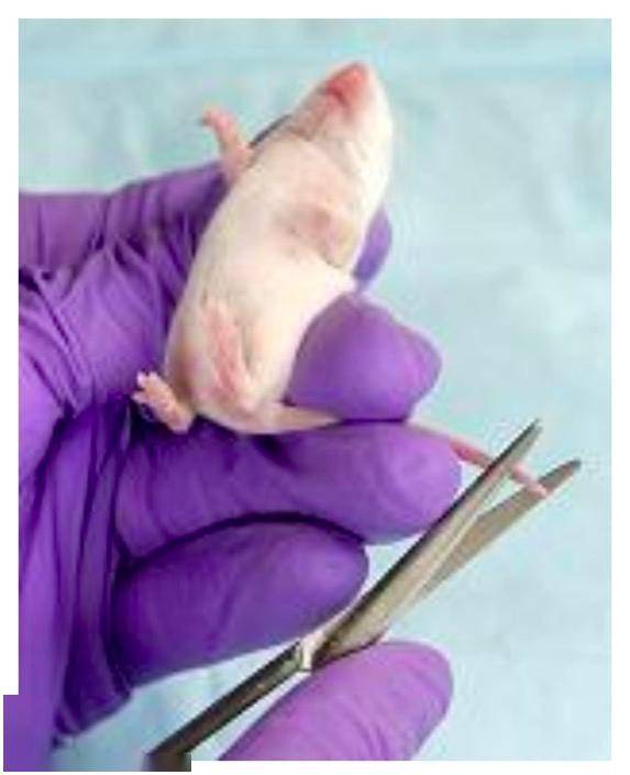 除了从整条鼠尾中提取的鼠尾胶原蛋白,老鼠的尾巴尖尖也是制备「耗子