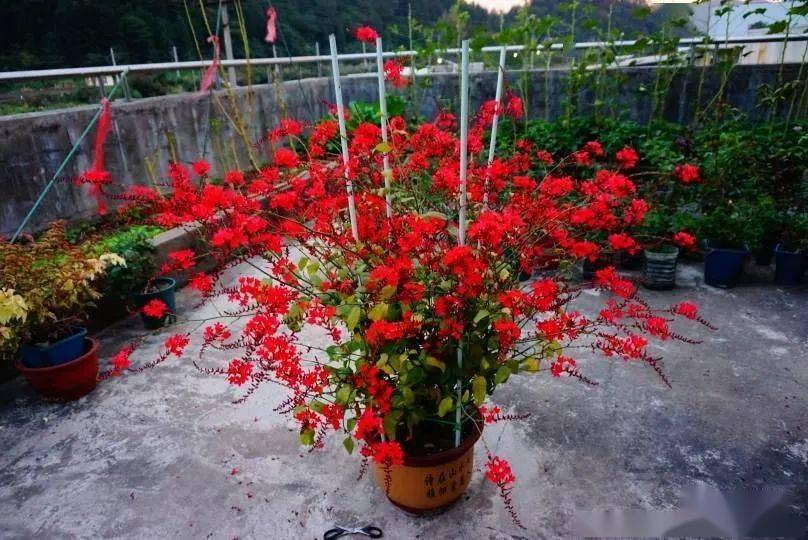 经过两年多时间收获满满红雪花红红火火过冬