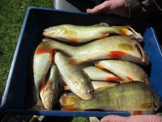 新疆额尔齐斯河里漂亮的河鲈鱼又被称为五道黑