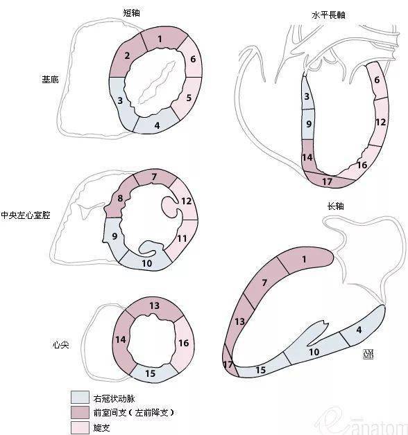 67史上最全心臟解剖圖值得收藏