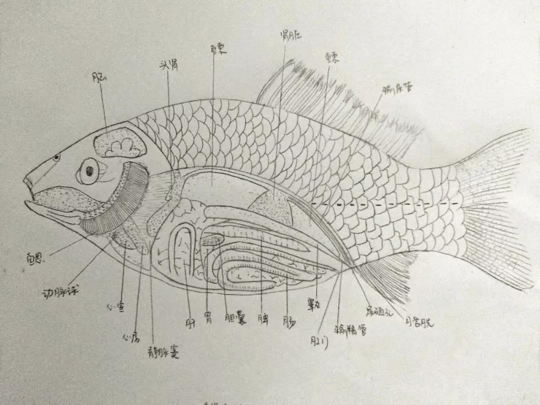 鲫鱼的内部结构图图片