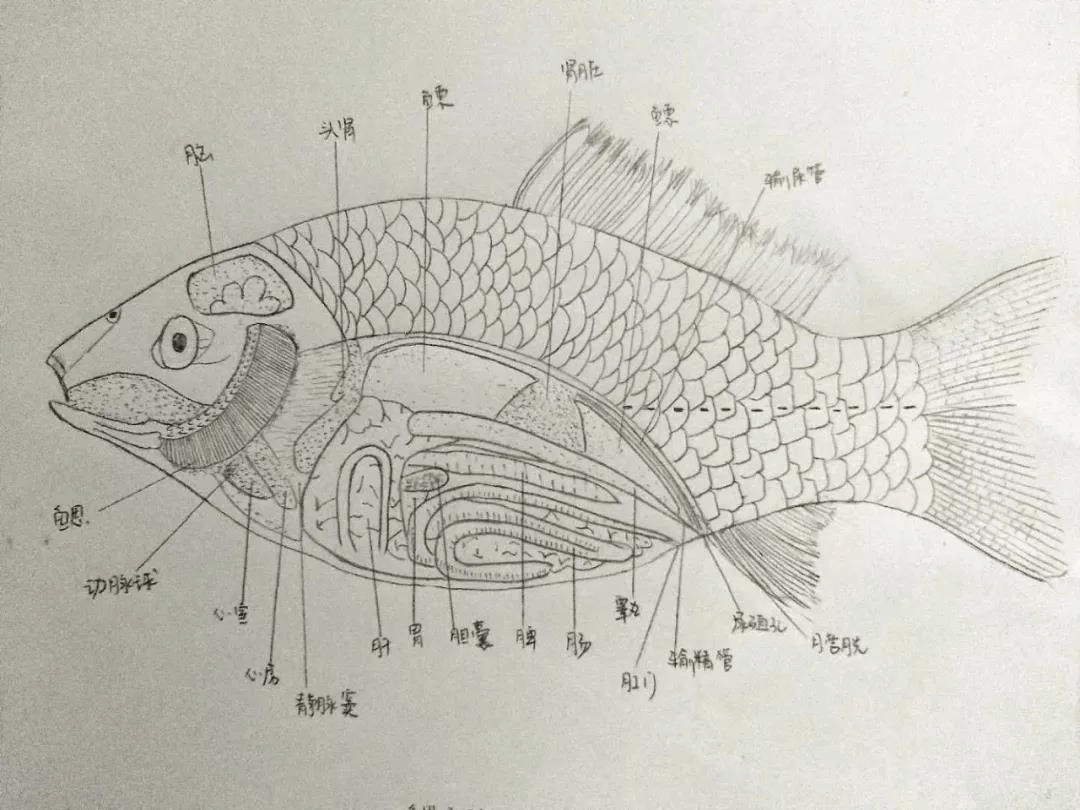 鱼解剖图简笔画图片