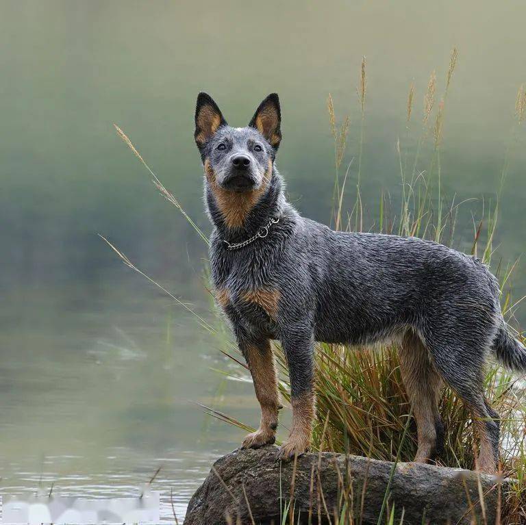 澳洲牧牛犬:像动力小钢炮一样充满永动力