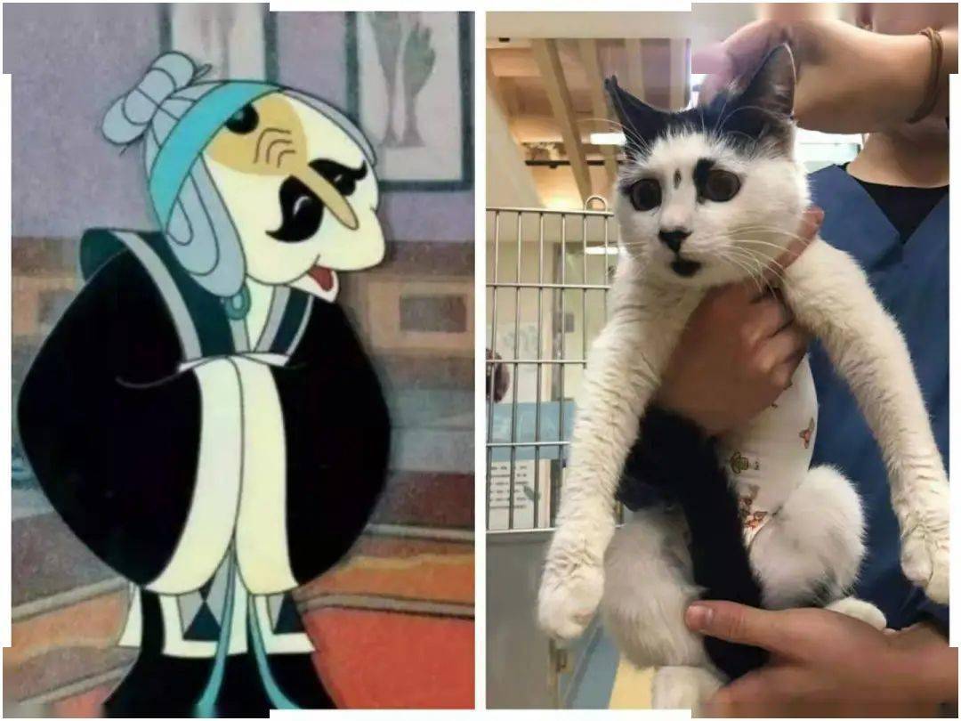 天书奇谭同款猫咪你见过没没见过那就来看看吧笑到飙泪