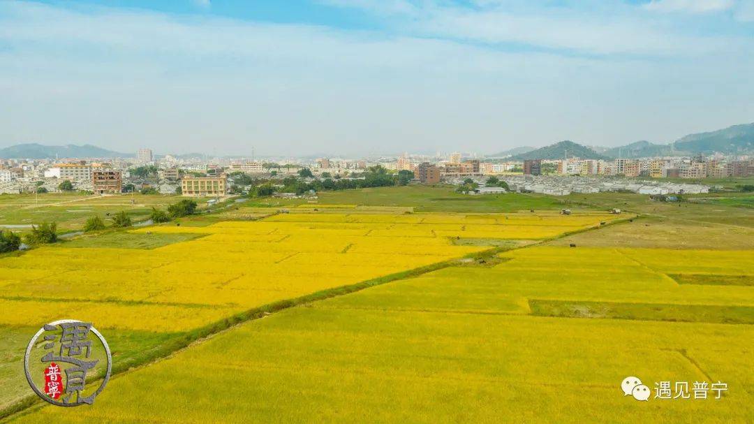 光南村稻田黄了