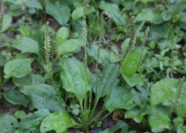 不少人听到这里,可能会觉得蛤蟆叶不干净,甚至有点