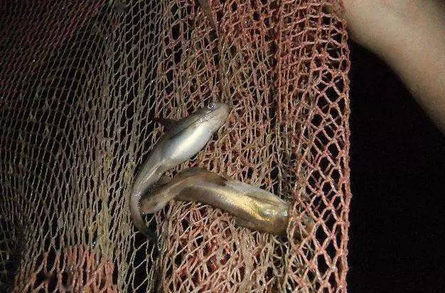 留传千年的捕鱼法搬罾每一次需要200斤的力量