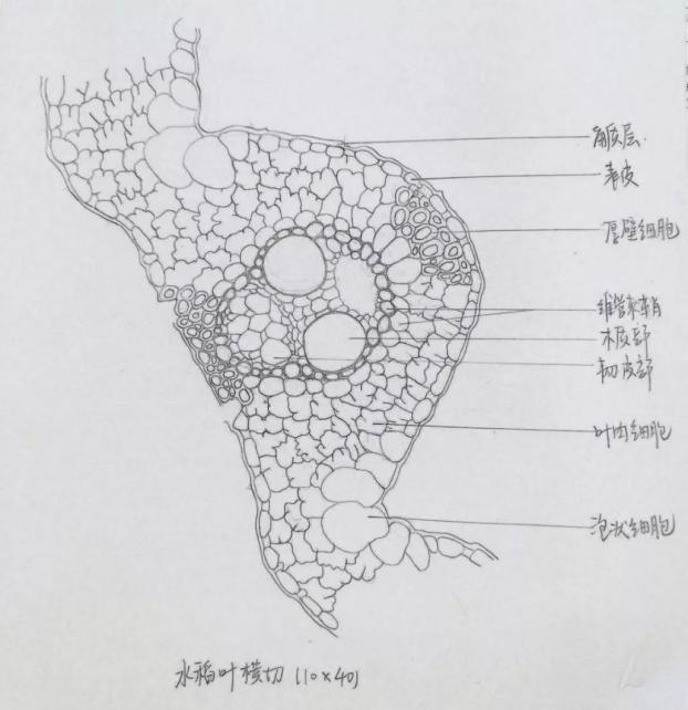 水稻叶横切结构图解图片