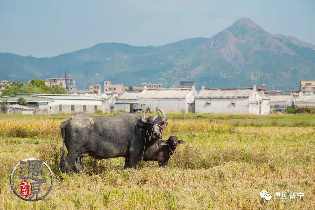 光南村稻田黄了