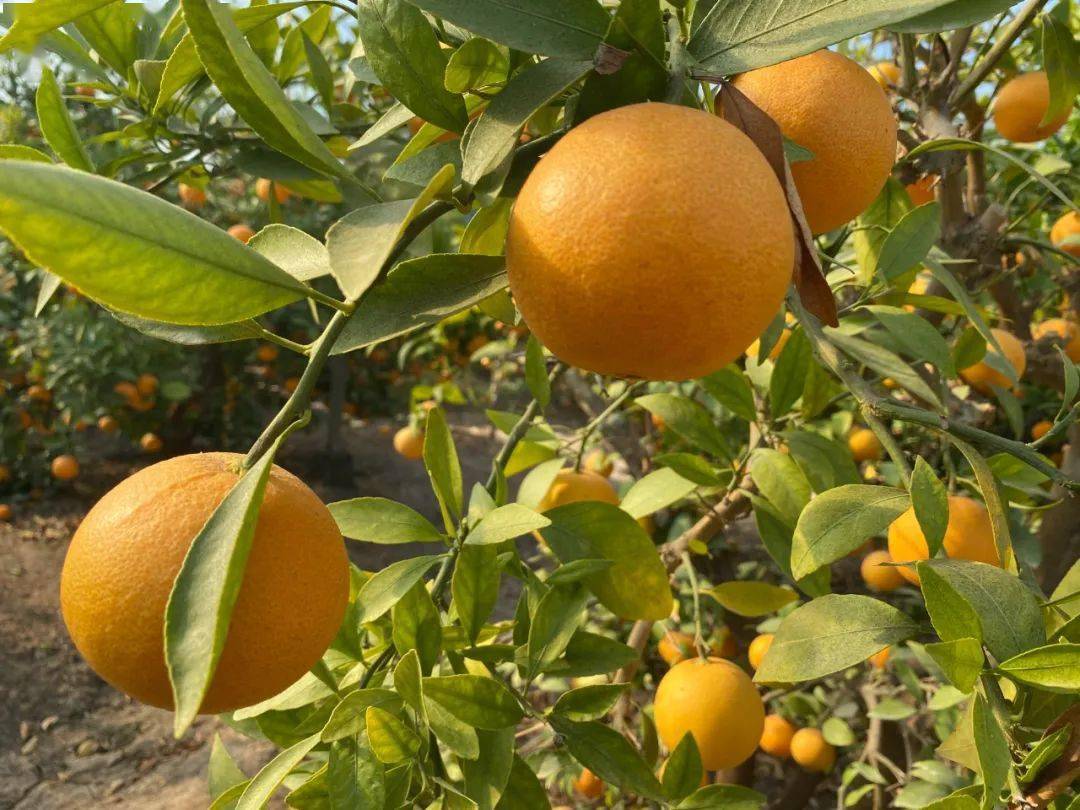 不用进口轻松剥皮的天草桔橙奉城就有现在是最佳赏味期哦