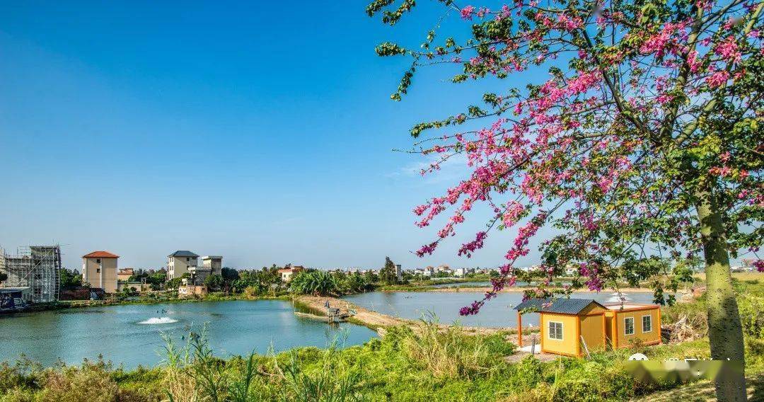 白色优雅粉色迷人均安南沙岛遇见她目光再也移不开